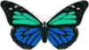 Turquoise And Blue Butterfly Clip Art